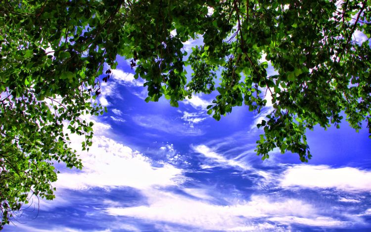 небо, облака, деревья, листва, лето, the sky, clouds, trees, foliage, summer