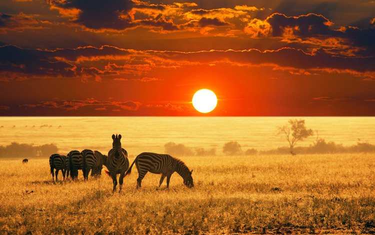 африка, саванна, зебры, природа дикая, africa, savannah, zebra
