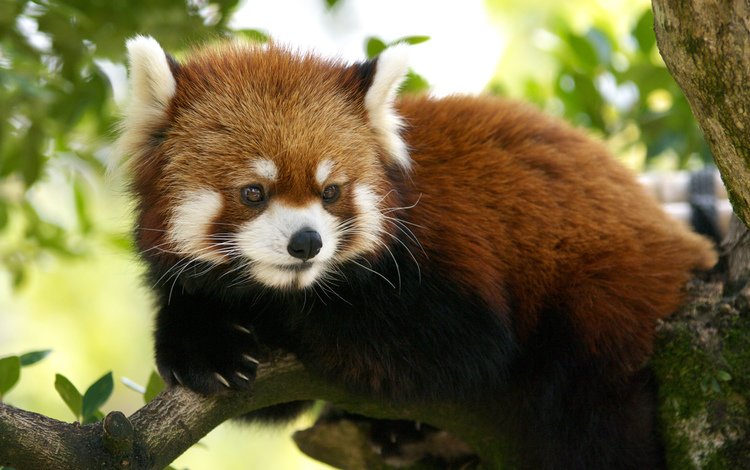 мордочка, взгляд, панда, красная панда, малая панда, muzzle, look, panda, red panda
