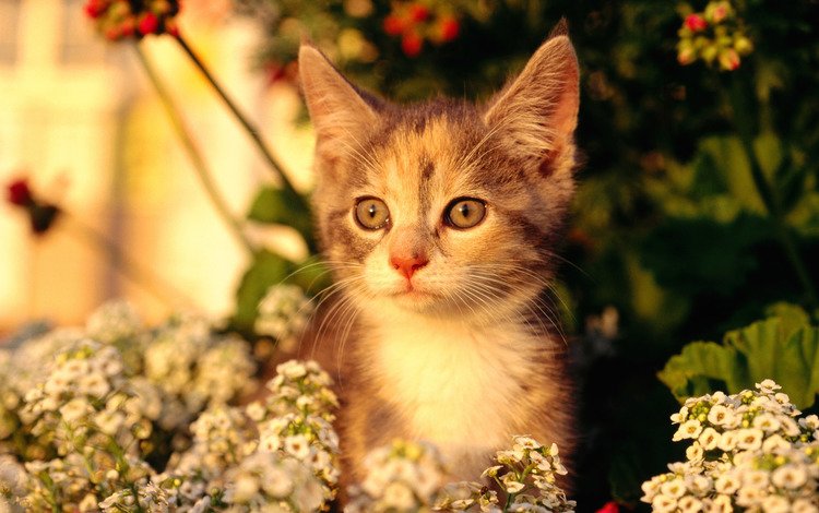 цветы, кот, мордочка, кошка, взгляд, котенок, flowers, cat, muzzle, look, kitty