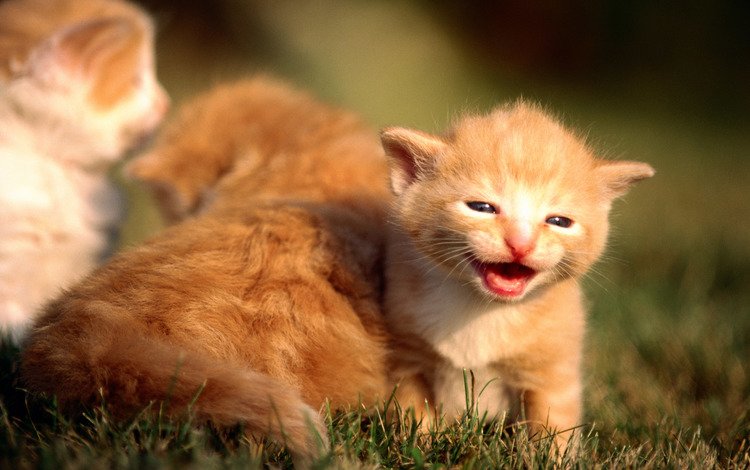 трава, кошки, котята, рыжие, grass, cats, kittens, red