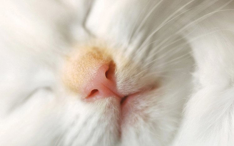 кот, мордочка, усы, кошка, сон, cat, muzzle, mustache, sleep