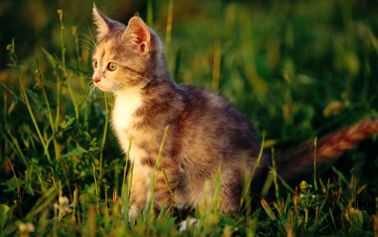 трава, кот, усы, кошка, котенок, ушки, grass, cat, mustache, kitty, ears