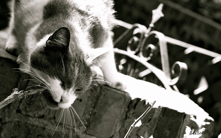 кот, мордочка, усы, кошка, чёрно-белое, cat, muzzle, mustache, black and white