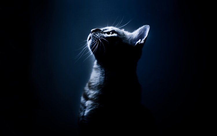 кот, мордочка, усы, кошка, взгляд, профиль, черный фон, cat, muzzle, mustache, look, profile, black background