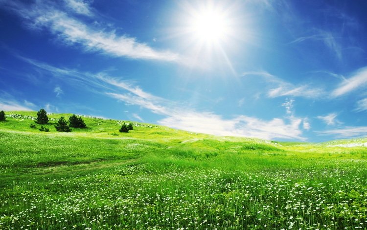 небо, цветы, трава, облака, солнце, зелень, поле, the sky, flowers, grass, clouds, the sun, greens, field