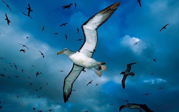 облака, синий, чайка, птицы, чайки, clouds, blue, seagull, birds, seagulls