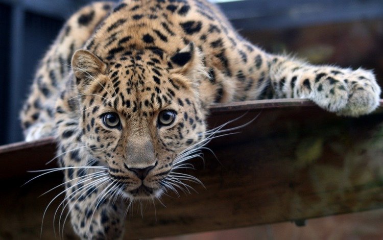 усы, кошка, леопард, хищник, mustache, cat, leopard, predator