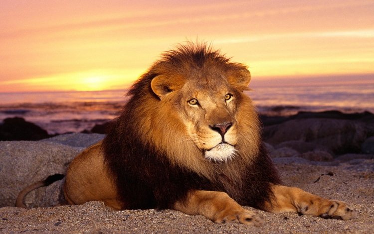 животные, лев, царь зверей, animals, leo, the king of beasts
