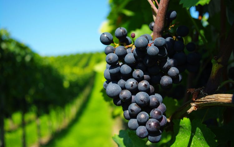 виноград, ветки, виноградники, грона, лства, grapes, branches, the vineyards, grona, lsta