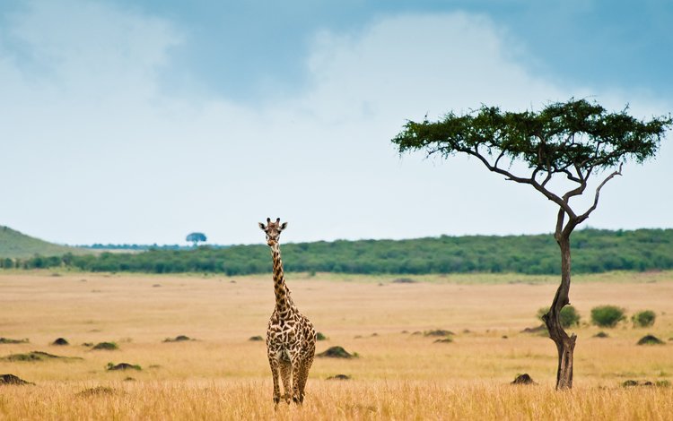 африка, жираф, саванна, africa, giraffe, savannah
