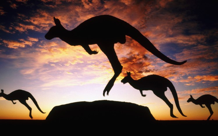 сумерки, австралия, кенгуру, twilight, australia, kangaroo