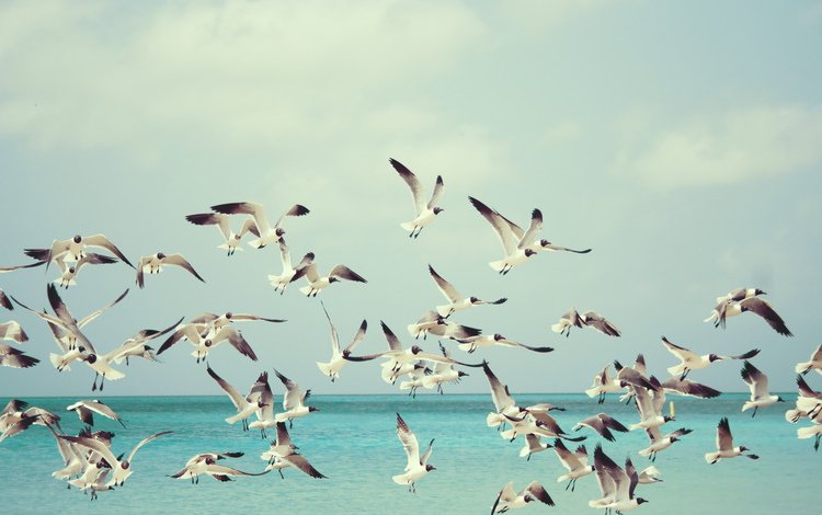 море, полет, чайки, sea, flight, seagulls