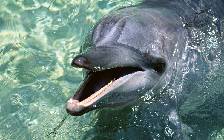 вода, обои, дельфин, water, wallpaper, dolphin