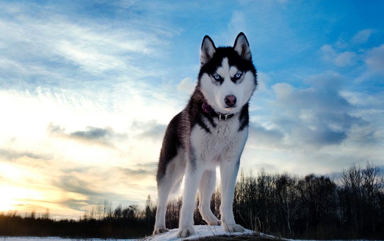 небо, зима, собака, хаски, the sky, winter, dog, husky