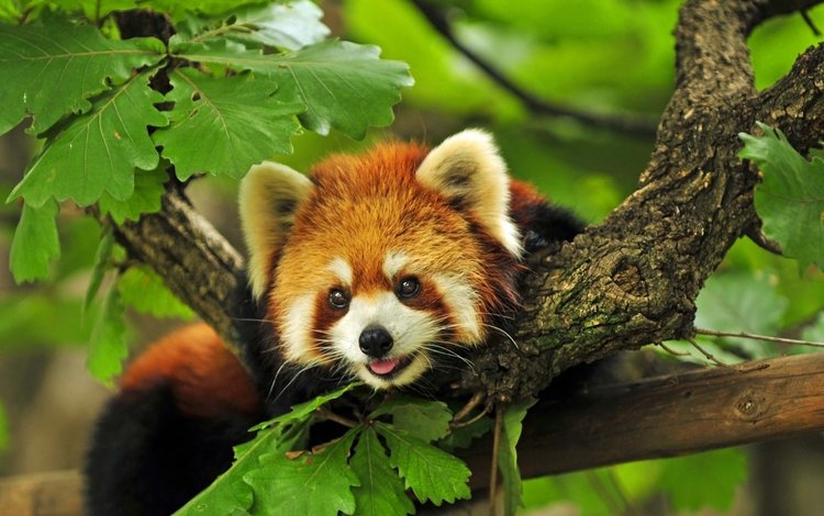 дерево, ветки, красная, панда, енот, красная панда, tree, branches, red, panda, raccoon, red panda