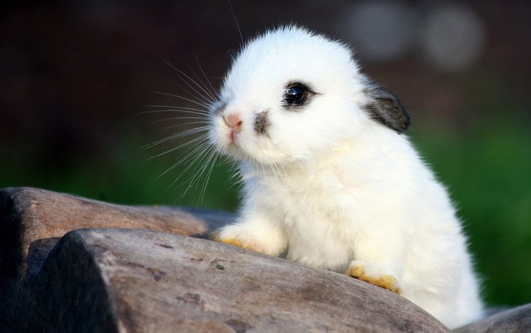 мордочка, взгляд, белый, ушки, кролик, малыш, крольчонок, muzzle, look, white, ears, rabbit, baby