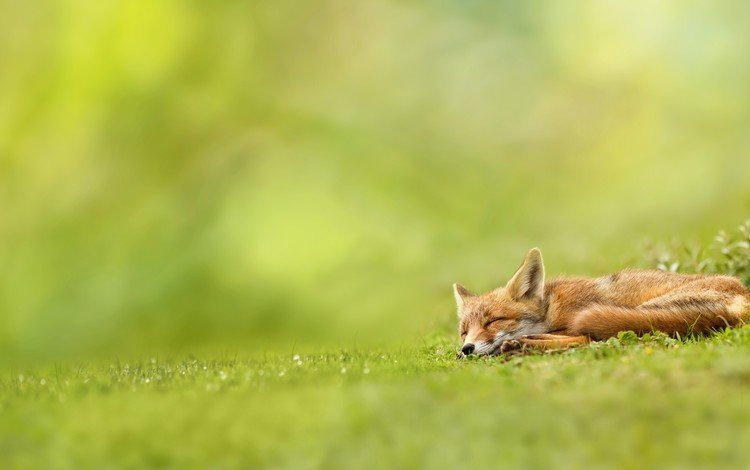 трава, природа, зелень, спит, рыжая, лиса, лисица, волк, grass, nature, greens, sleeping, red, fox, wolf