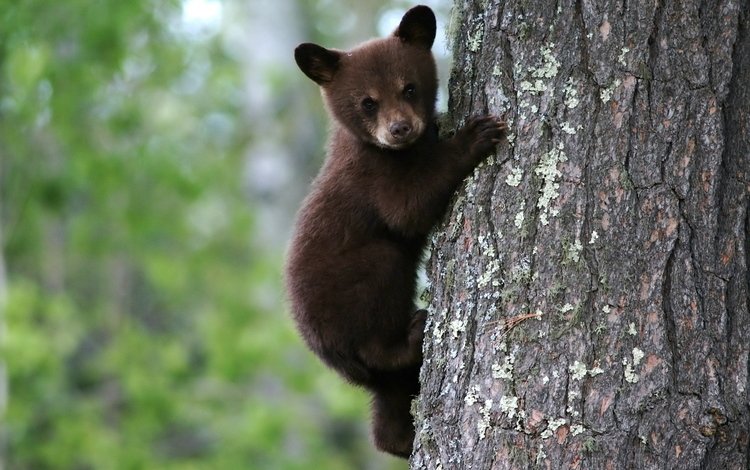 мишка, на дереве, бурый, медвеженок, bear, on the tree, brown