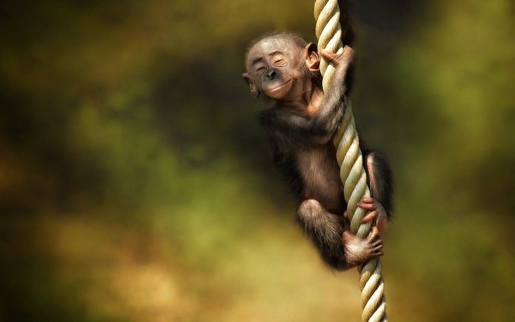 канат, обезьяна, детеныш, rope, monkey, cub
