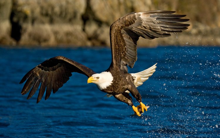 вода, полет, крылья, брызги, орел, птица, water, flight, wings, squirt, eagle, bird