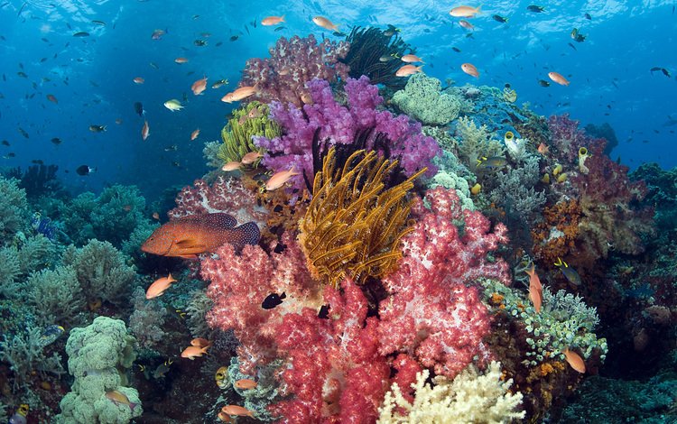 море, рыбки, рыбы, кораллы, подводный мир, sea, fish, corals, underwater world