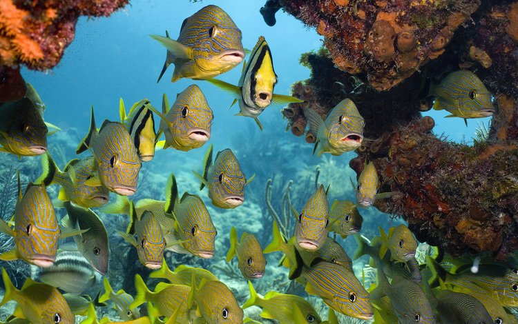 море, рыбки, кораллы, подводный мир, тропические рыбы, sea, fish, corals, underwater world, tropical fish