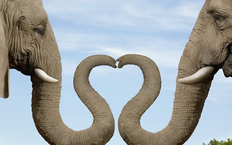 слон, сердце, хобот, слониха, elephant, heart, trunk, the elephant