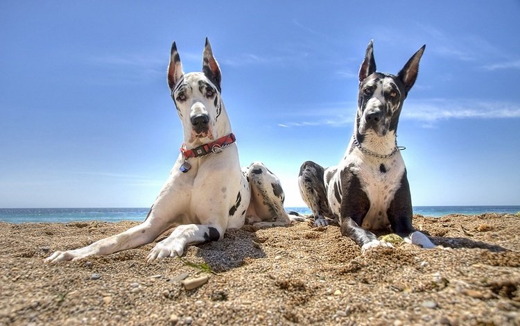 песок, пляж, собаки, немецкий дог, дог, sand, beach, dogs, great dane, dog