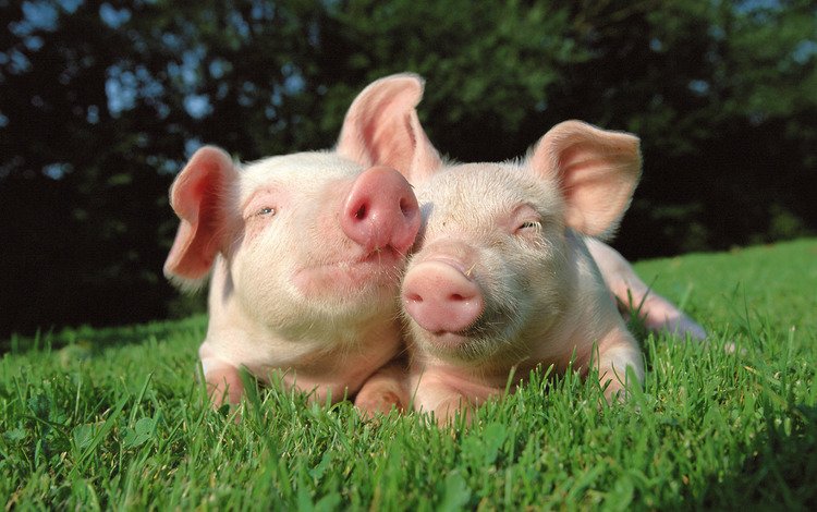 трава, природа, пара, друзья, свинья, свиньи, хрюшки, grass, nature, pair, friends, pig, pigs