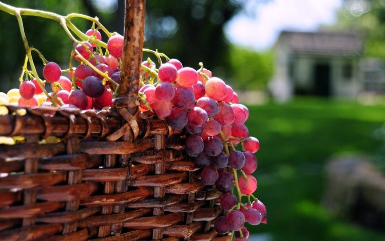 солнце, виноград, корзина, ягоды, the sun, grapes, basket, berries