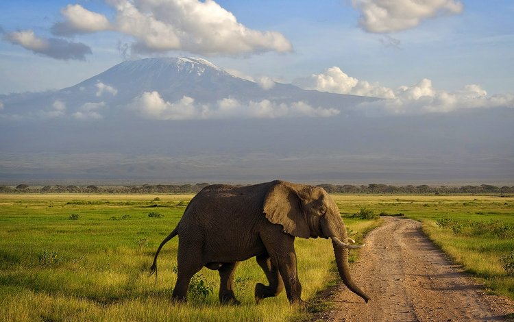 гора, слон, африка, саванна, кения, амбосели, mountain, elephant, africa, savannah, kenya, amboseli