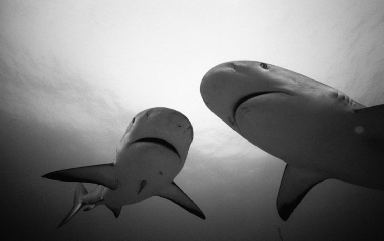 чёрно-белое, белая, акула, подводный мир, hq, акулы, black and white, white, shark, underwater world, sharks