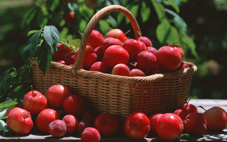 листья, красная, корзина, алыча, leaves, red, basket, plum