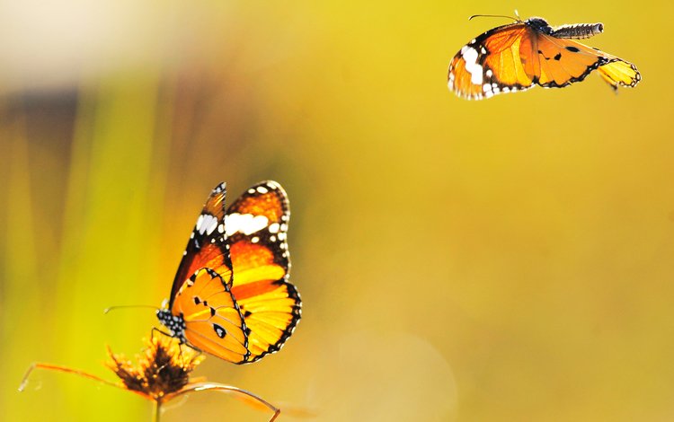 желтый, фон, бабочки, летают, yellow, background, butterfly, fly