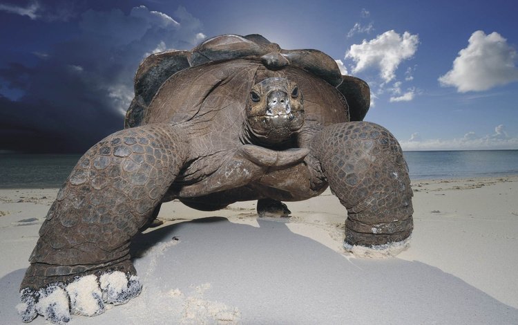 небо, песок, пляж, черепаха, панцирь, галапагосская, гигантская черепаха, the sky, sand, beach, turtle, shell, galapagos, giant turtle