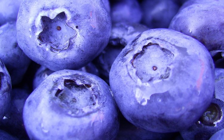 макро, еда, ягоды, лесные ягоды, черника, 1920х1080, черничный, macro, food, berries, blueberries, 1920x1080, blueberry