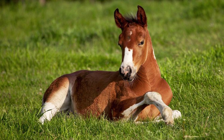 лошадь, трава, фон, поле, зеленая, конь, жиребёнок, horse, grass, background, field, green, zherebenok