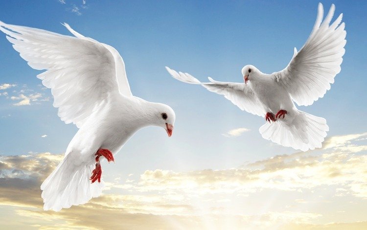 небо, белый голубь, полет, крылья, птицы, белые, голубь, голуби, парят, the sky, flight, wings, birds, white, dove, pigeons, soar