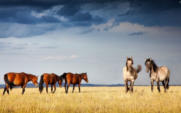 лошади, казахстан, грациозные, ксения, собчак, horse, kazakhstan, graceful, xenia, sobchak
