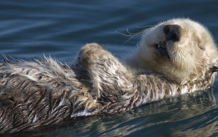 вода, спит, калан, морская выдра, выдра, water, sleeping, kalan, sea otter, otter
