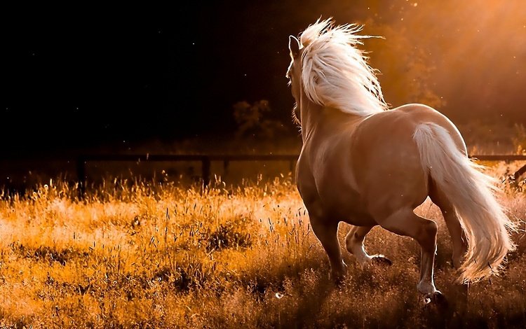 конь, на природе, резвится, horse, nature, sports