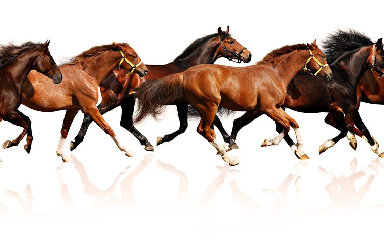 обои, белый фон, лошади, кони, wallpaper, white background, horse, horses