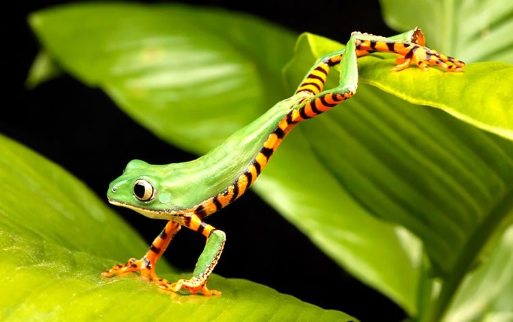 лягушка, зеленая, прыгает, древесная лягушка, квакша, frog, green, jumping, tree frog, treefrog