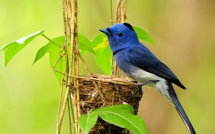 птица, растение, гнездо, синий монарх, hypothymis azurea, bird, plant, socket, blue monarch