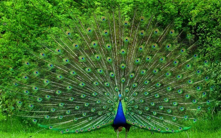птица, павлин, красивый, хвост, яркий, большой, bird, peacock, beautiful, tail, bright, large