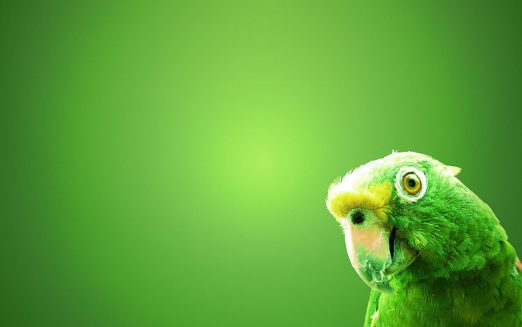 зелёный, фон, птица, попугай, green, background, bird, parrot