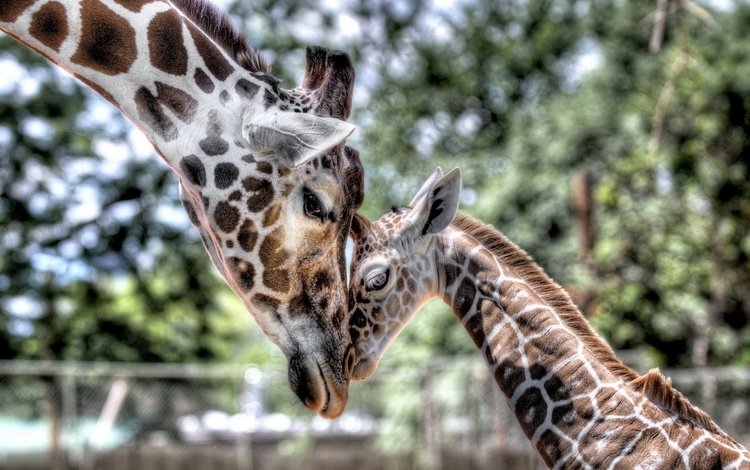 нежность, мама, малыш, жираф, детеныш, tenderness, mom, baby, giraffe, cub
