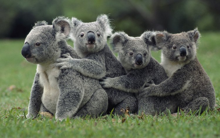 трава, природа, животные, коала, сумчатые медведи, животно е, grass, nature, animals, koala, marsupials bears