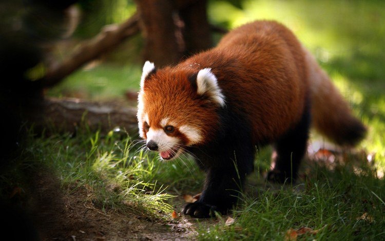 мордочка, панда, лапки, красная панда, малая панда, muzzle, panda, legs, red panda